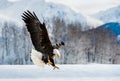 Landing Adult Bald Eagle