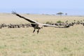 A landing African White-backed Vulture in Masai Mara Grassland