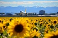 Landing airplane above sunflower field. Concept of decarbonization and biofuel.. Royalty Free Stock Photo