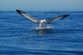 Landing Albatross- Front