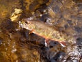 Landing the Brookie Royalty Free Stock Photo