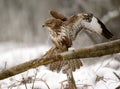 Landing buzzard Royalty Free Stock Photo