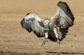 A cape vulture photographed in South Africa Royalty Free Stock Photo