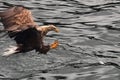 Landing claws out for grabbing