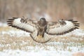 Landing Common buzzard Buteo buteo in the fields in winter snow, buzzards in natural habitat, hawk bird on the ground, predatory b Royalty Free Stock Photo