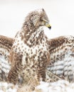 Landing Common buzzard Buteo buteo in the fields in winter snow, buzzards in natural habitat, hawk bird on the ground, predatory b Royalty Free Stock Photo