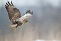 Landing Common buzzard Buteo buteo in the fields in winter snow, buzzards in natural habitat Royalty Free Stock Photo