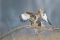 Landing Common buzzard Buteo buteo in the fields in winter snow, buzzards in natural habitat Royalty Free Stock Photo