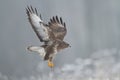 Landing Common buzzard Buteo buteo in the fields in winter snow, buzzards in natural habitat Royalty Free Stock Photo