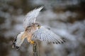 Landing common kestrel to wooden post in forest Royalty Free Stock Photo