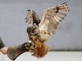Landing Eagle Owl (Bubo bubo)