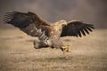 Landing eagle Royalty Free Stock Photo