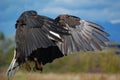 Landing Eagle