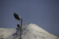 american bald eagle Landing on tree Royalty Free Stock Photo