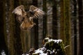 Landing Eurasian eagle-owl to stump