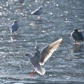 The landing of the flying seagull Royalty Free Stock Photo