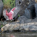 Galah making a rough Landing Royalty Free Stock Photo