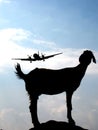 Landing Goat