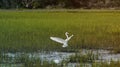 Landing of the Great White Bird Royalty Free Stock Photo