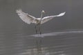 Landing great white egret egretta alba in mist on water