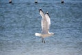 Seagull Flying