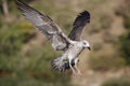 Landing little gull