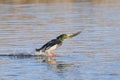 Landing Mallard Royalty Free Stock Photo