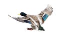 Landing mallard duck drake on white Royalty Free Stock Photo