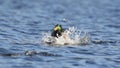 Landing Mallard Duck makes a Splash Royalty Free Stock Photo