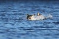 Landing Mallard Duck Pair Royalty Free Stock Photo