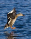 Landing Mallard Hen Royalty Free Stock Photo