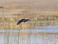 Landing Mallard Hen Royalty Free Stock Photo