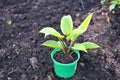 Landing on a new hosta plant site. Beautiful green area in the future on your own country plot. Royalty Free Stock Photo