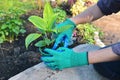 Landing on a new hosta plant site. Beautiful green area in the future on your own country plot. Royalty Free Stock Photo