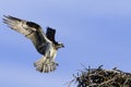 Landing Osprey Royalty Free Stock Photo