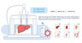 Landing page template. Bioprinting concept, 3D printing of the liver, stomach, lungs, kidneys and heart. scientists with