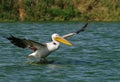 Landing pelican Royalty Free Stock Photo