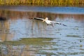 Landing Pelican Royalty Free Stock Photo