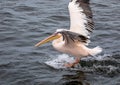 Landing pelican in the Atlantic Ocean at Walfis Bay in western Namibia Royalty Free Stock Photo