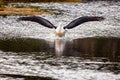 Landing pelican Royalty Free Stock Photo