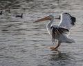 Landing Pelican Royalty Free Stock Photo