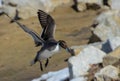 Landing Pintail Duck