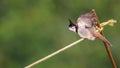 Landing: Pycnonotus jocosus or Red-whiskered bulbul