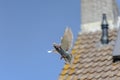 The landing of a racing pigeon with wings spread wide