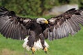 Landing Sea eagle closeup view