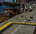 Landing sea gull in the harbor of the german city called Wismar