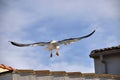 Landing Seagull Royalty Free Stock Photo