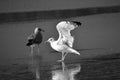 Landing seagull at the beach Royalty Free Stock Photo