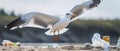 landing seagull at a beach with plastic waste, generative ai Royalty Free Stock Photo