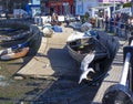 Landing seagull Brixham Devon England UK Royalty Free Stock Photo